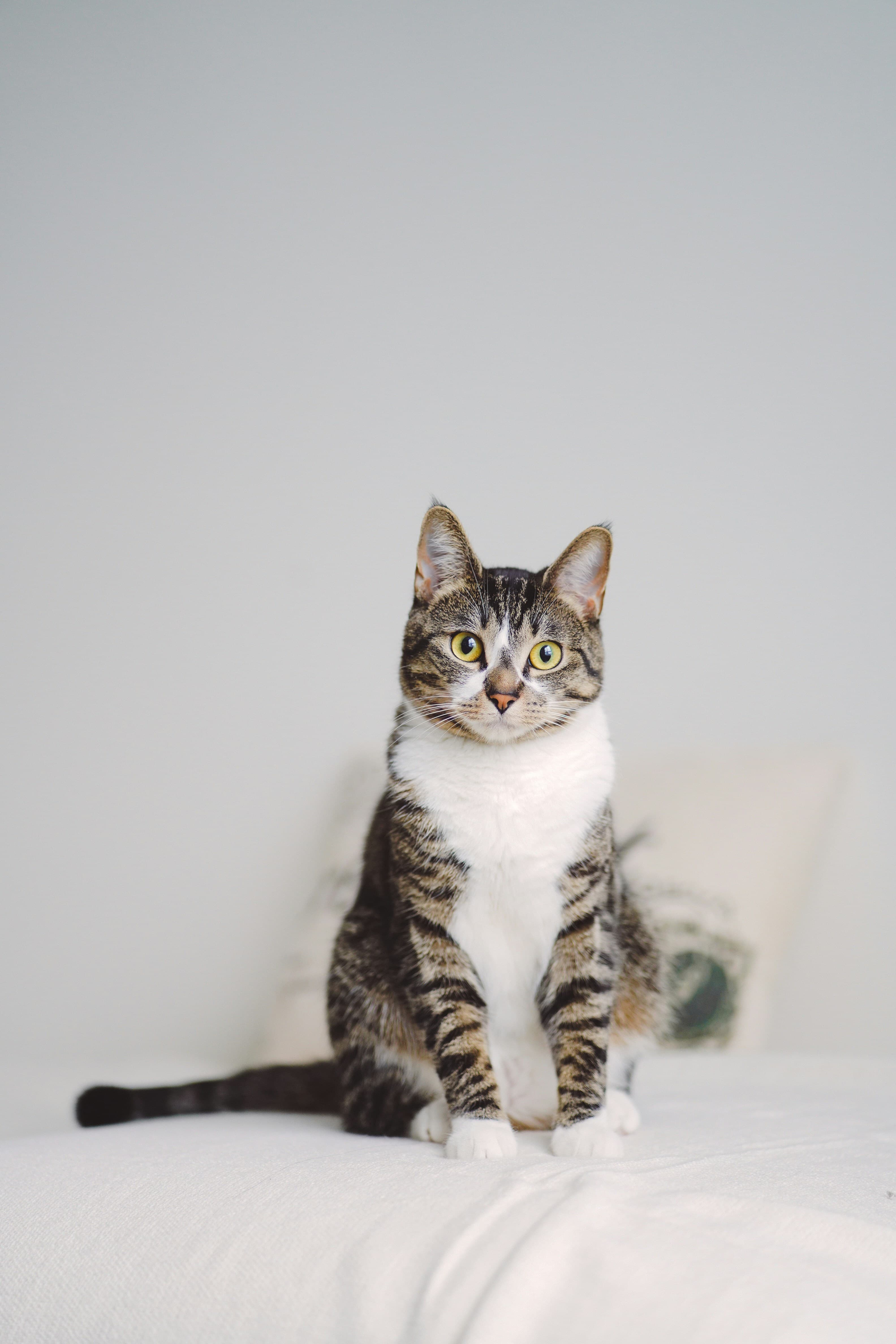 Cat receiving care at Discovery Animal Hospital
