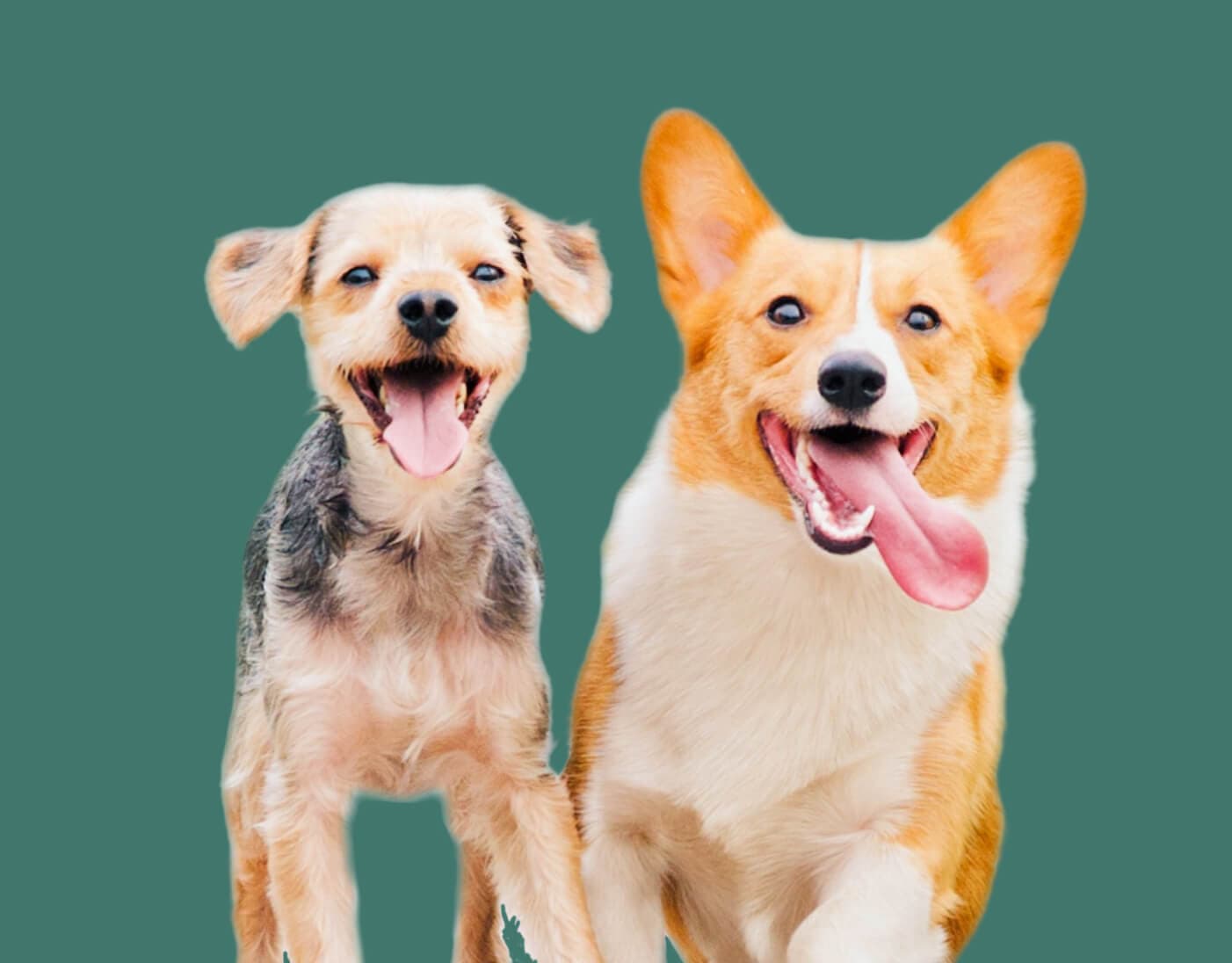 Veterinarian with pet