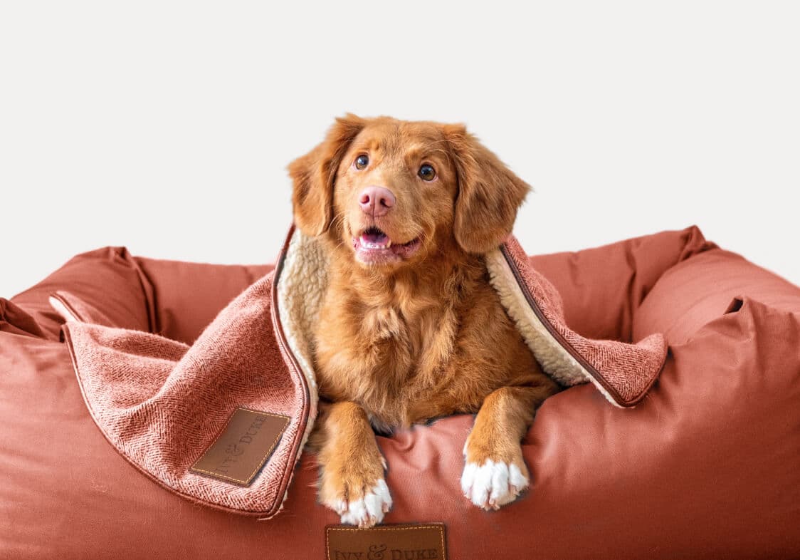 Veterinarian with pet